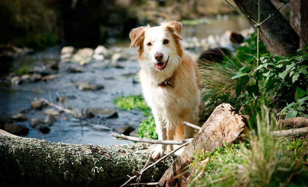 Riverwood Downs Of Barrington Tops Monkerai Экстерьер фото